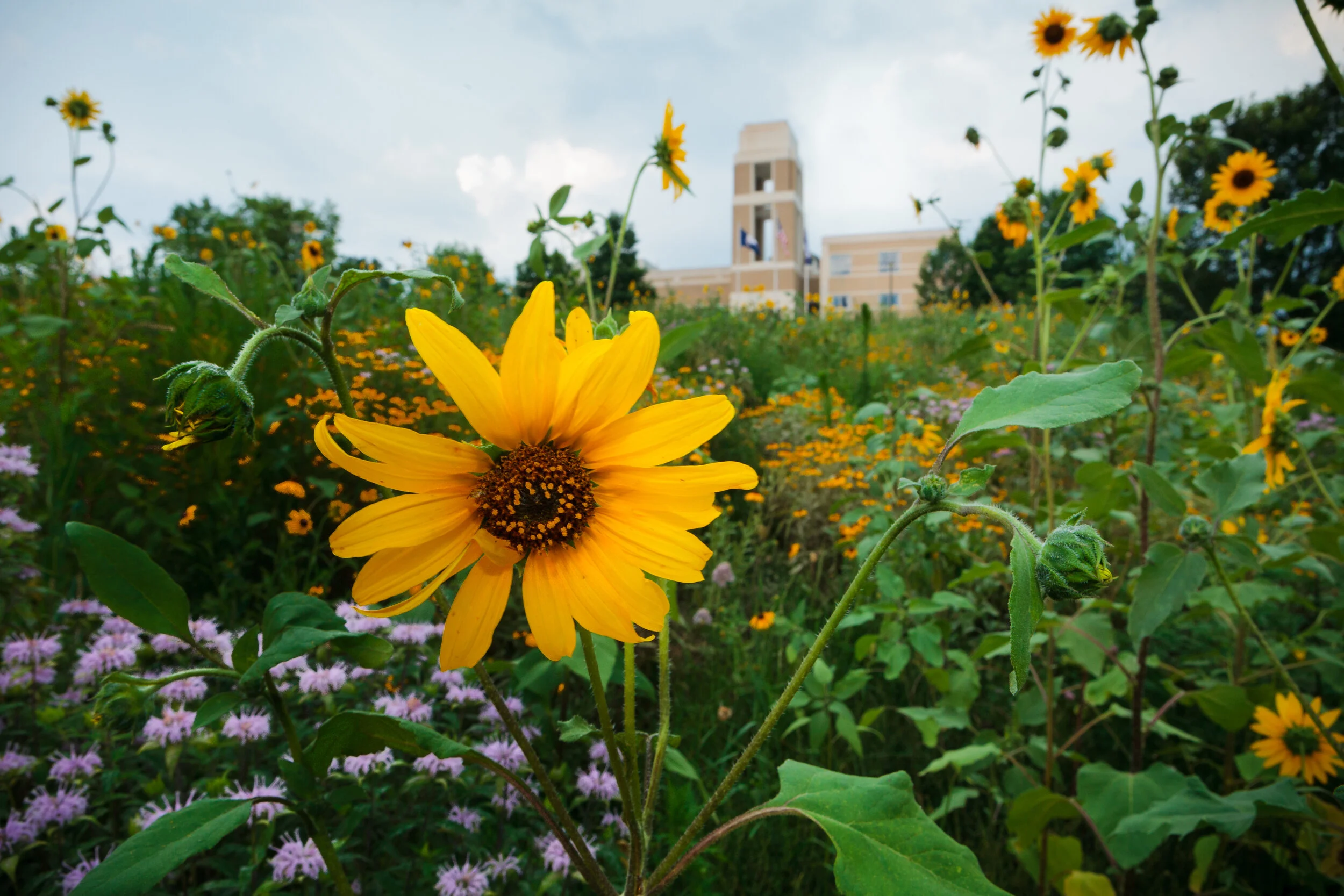 Meadow — The Natural Garden, Inc.